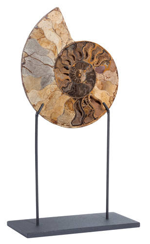 Ammonite Cleoniceras sp. 