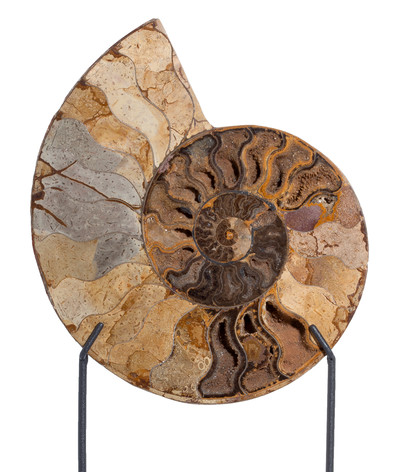 Ammonite Cleoniceras sp. 