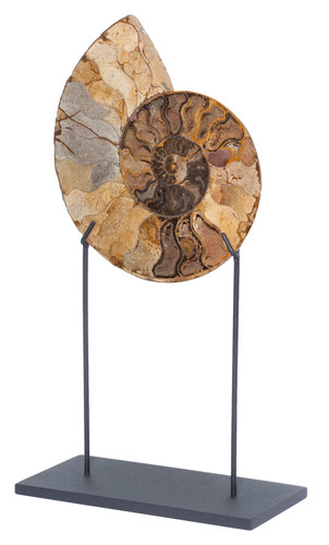 Ammonite Cleoniceras sp. 