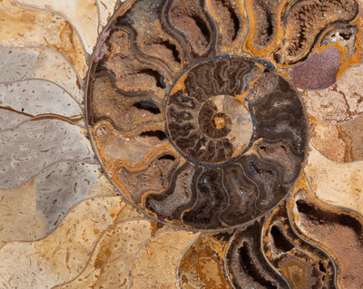 Ammonite Cleoniceras sp. 