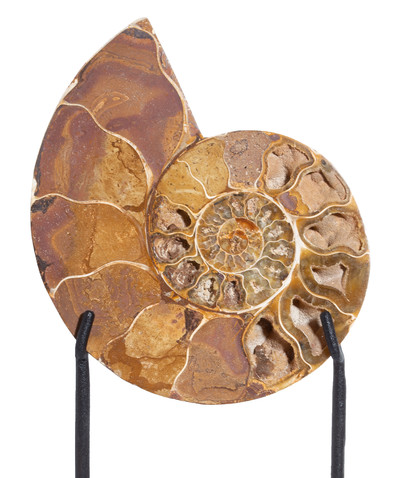 Ammonite Cleoniceras sp. 