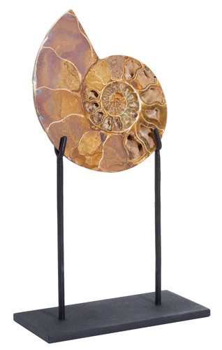 Ammonite Cleoniceras sp. 