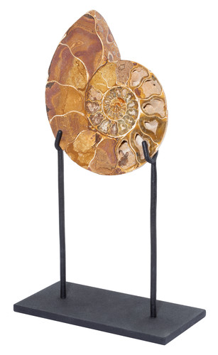 Ammonite Cleoniceras sp. 