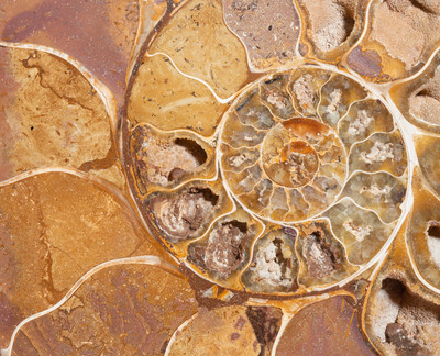 Ammonite Cleoniceras sp. 