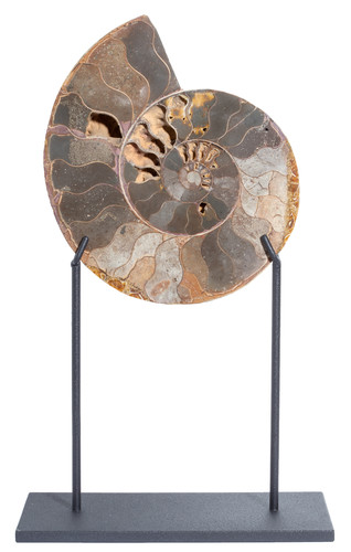 Ammonite Cleoniceras sp. 