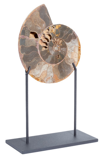 Ammonite Cleoniceras sp. 