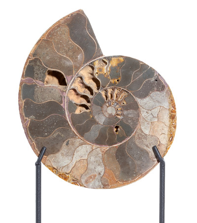 Ammonite Cleoniceras sp. 