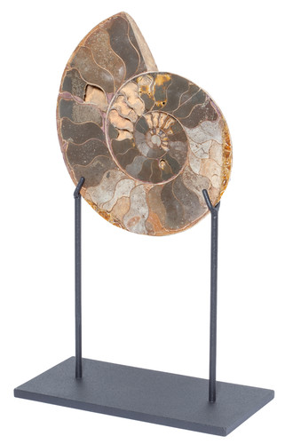 Ammonite Cleoniceras sp. 