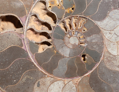 Ammonite Cleoniceras sp. 