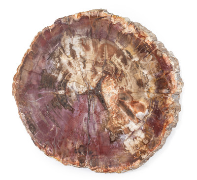 Petrified wood slice
