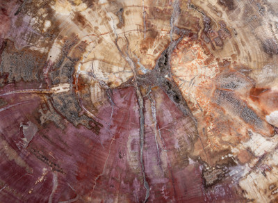 Petrified wood slice