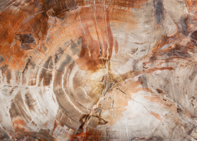 Petrified wood slice