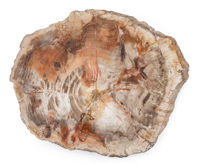 Petrified wood slice