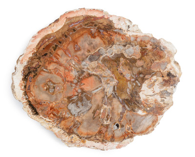 Petrified wood slice