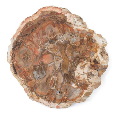 Petrified wood slice