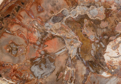 Petrified wood slice