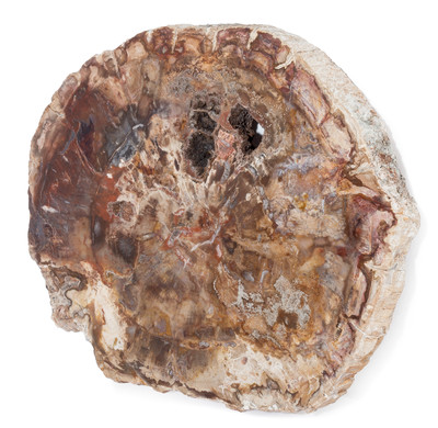 Petrified wood slice
