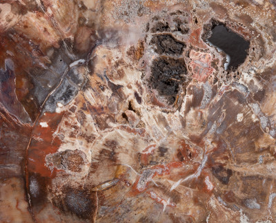 Petrified wood slice