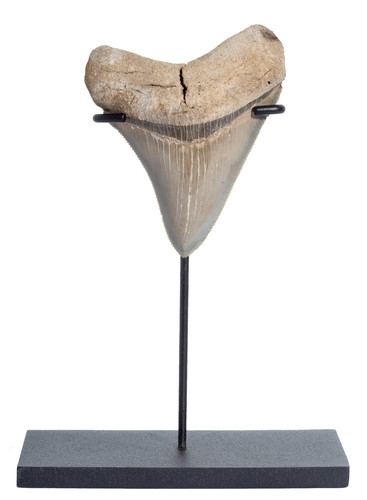 Collector quality megalodon tooth 8,4 cm (3.31