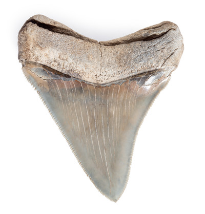 Collector quality megalodon tooth 8,4 cm (3.31