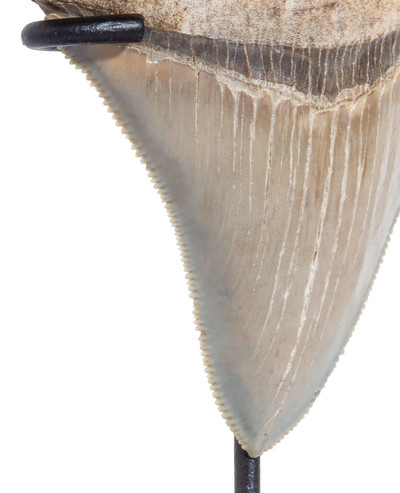 Collector quality megalodon tooth 8,4 cm (3.31