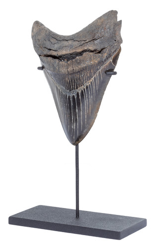 Collector quality megalodon tooth 13,5 cm (5.31