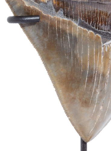  Collector quality megalodon tooth 11,3 cm (4.45