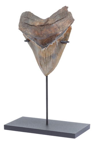  Collector quality megalodon tooth 11,3 cm (4.45