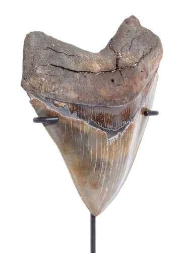  Collector quality megalodon tooth 11,3 cm (4.45