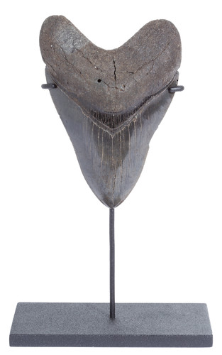 Collector quality megalodon tooth 12 cm (4.72