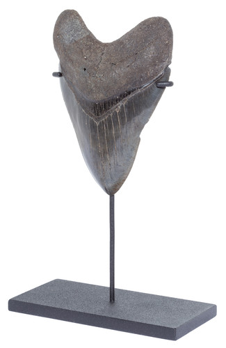 Collector quality megalodon tooth 12 cm (4.72