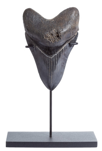 Collector quality megalodon tooth 11,7 cm (4.61