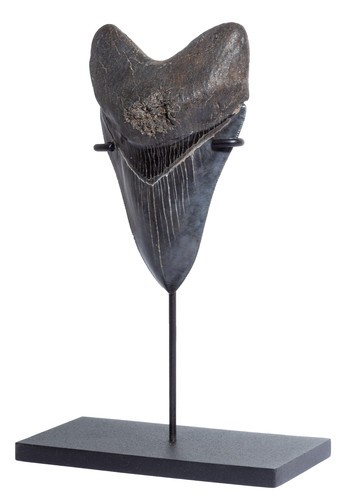 Collector quality megalodon tooth 11,7 cm (4.61