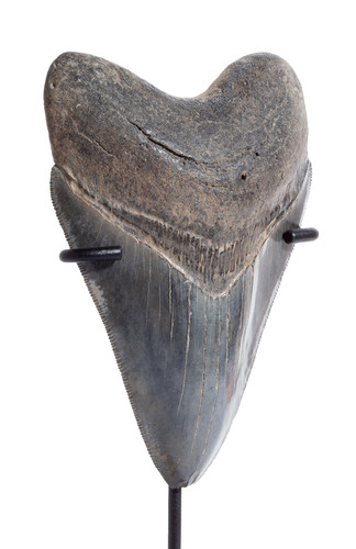 Collector quality megalodon tooth 10,8 cm (4.25