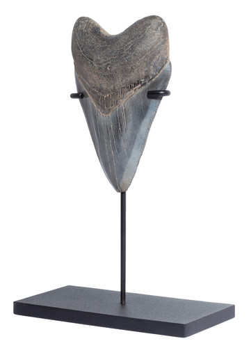 Collector quality megalodon tooth 10,8 cm (4.25