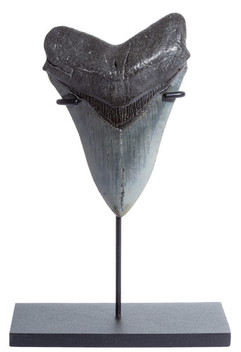 Collector quality megalodon tooth 11,3 cm (4.45