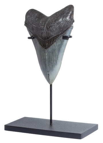 Collector quality megalodon tooth 11,3 cm (4.45