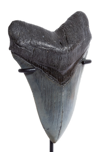 Collector quality megalodon tooth 11,3 cm (4.45