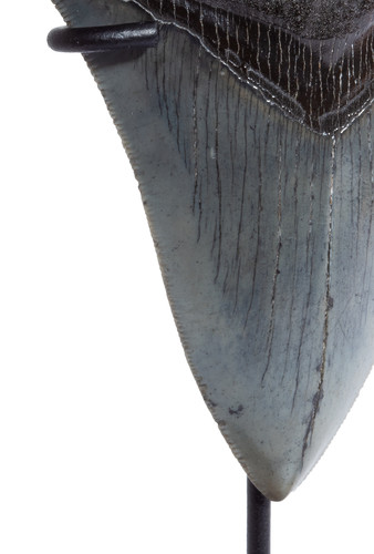 Collector quality megalodon tooth 11,3 cm (4.45