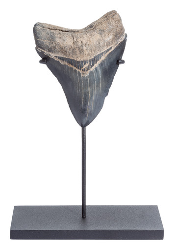 Collector quality megalodon tooth 9,6 cm (3.78