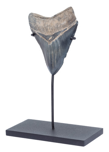 Collector quality megalodon tooth 9,6 cm (3.78