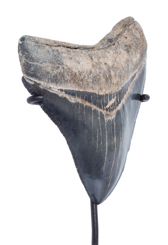Collector quality megalodon tooth 9,6 cm (3.78