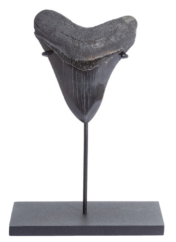 Collector quality megalodon tooth 9,6 cm (3.78