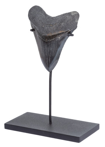 Collector quality megalodon tooth 9,6 cm (3.78