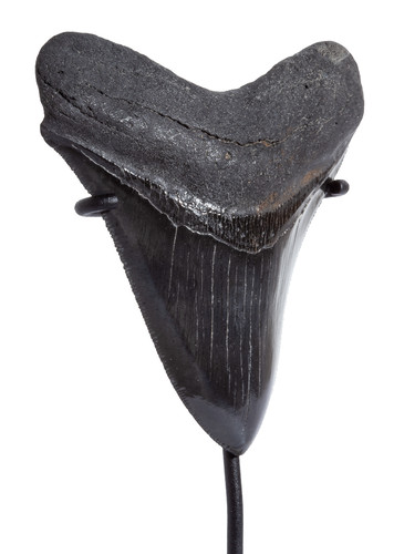 Collector quality megalodon tooth 9,6 cm (3.78