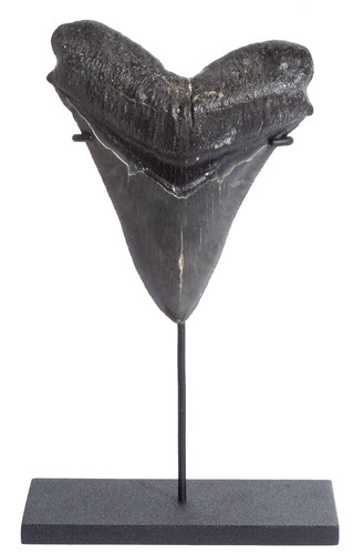 Collector quality megalodon tooth 12,2 cm (4.8