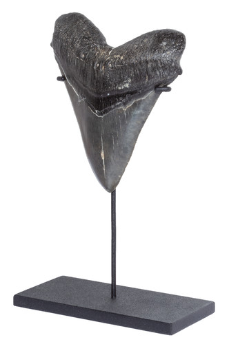 Collector quality megalodon tooth 12,2 cm (4.8