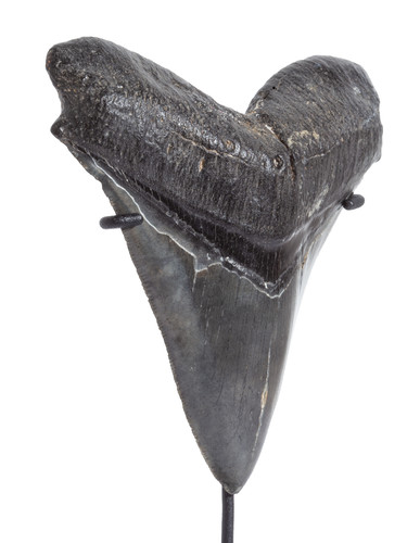Collector quality megalodon tooth 12,2 cm (4.8