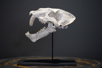 Machairodus sp. skull