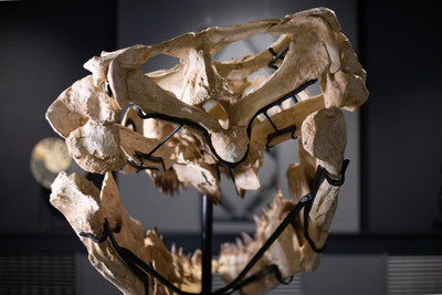 Prognathodon sp. skull
